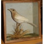 A taxidermy stuffed and mounted Albino Blackbird in naturalistic setting upon a mossy branch,