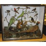 A taxidermy stuffed and mounted collection of birds various including Ring-necked Cock Pheasant,