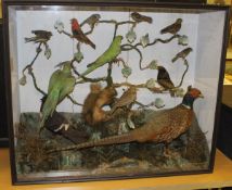 A taxidermy stuffed and mounted collection of birds various including Ring-necked Cock Pheasant,