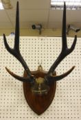 A pair of Sika antlers,