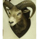 A taxidermy stuffed and mounted Mouflon head and shoulder mount on an oak shield-shaped plaque