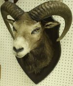A taxidermy stuffed and mounted Mouflon head and shoulder mount on an oak shield-shaped plaque