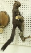 A taxidermy stuffed and mounted Grey Squirrel on wall-mounted branch