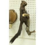 A taxidermy stuffed and mounted Grey Squirrel on wall-mounted branch