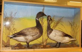 A taxidermy stuffed and mounted pair of Brent Geese in naturalistic setting,