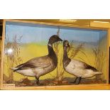 A taxidermy stuffed and mounted pair of Brent Geese in naturalistic setting,