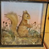 A taxidermy stuffed and mounted Red Squirrel in naturalistic setting with hazelnut,