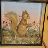 A taxidermy stuffed and mounted Red Squirrel in naturalistic setting with hazelnut,