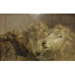 ATTRIBUTED TO RICHARD ANSDELL "Sheep study", study of three sheep heads IN THE MANNER OF LANDSEER,