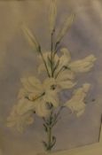 ATTRIBUTED TO PRISCILLA SUSAN FAULKNER "BURY" NEE FAULKNER (1799-1872) "Lilium Candidum, June,