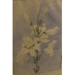 ATTRIBUTED TO PRISCILLA SUSAN FAULKNER "BURY" NEE FAULKNER (1799-1872) "Lilium Candidum, June,