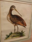 AFTER ELEAZAR ALBIN (FL 1690-1742) "Ornithological studies", a pair, hand-coloured engravings, No'd.