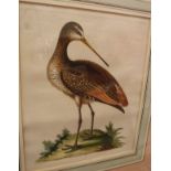 AFTER ELEAZAR ALBIN (FL 1690-1742) "Ornithological studies", a pair, hand-coloured engravings, No'd.