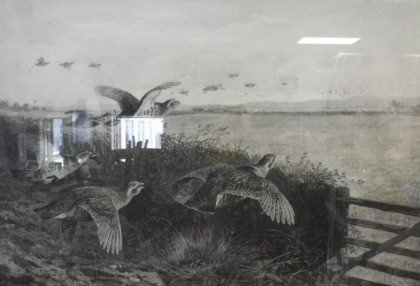 AFTER ARCHIBALD THORBURN "Partridges in flight", black and white print, signed in pencil lower left,