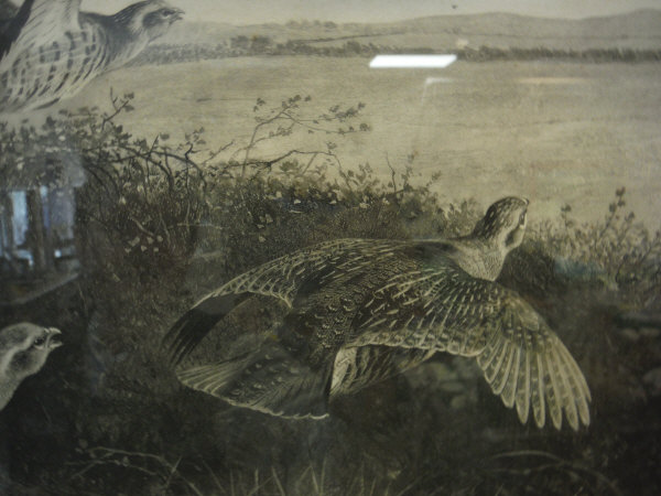 AFTER ARCHIBALD THORBURN "Partridges in flight", black and white print, signed in pencil lower left, - Image 8 of 11