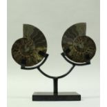 A pair of polished fossilised Cleoniceras ammonites, displayed on a stand,