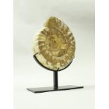 A fossilised Perisphinctes ammonite from the Jurassic period (150 million years),