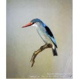 A folio containing 25 various watercolour studies of exotic birds, mainly 1930's,