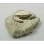 An Harpactocacinus fossilised crab from the Eocne period (40 million years) from Verona Italy,