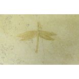 A fossilised Dragonfly from the Jurassic period (140 million years), found in Solnhofen Germany, 19.