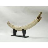 A partial woolly mammoth tusk which was found in the 1980's in a Lincolnshire gravel pit,