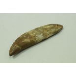 A Carcaradontosaur (shark-toothed lizard) tooth, lower Crustacious period (110 million years),