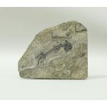 A fossilised Discosaurus, amphibian from the Permian period (260 million years),