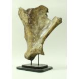 A mammoth scapula, approx 80,000 years old, dredged by fishermen from under the North Sea,