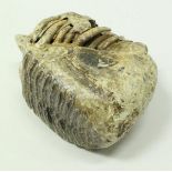 A mammoth tooth in jaw, approx 80,000 years old, dredged by fishermen from under the North Sea,