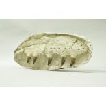 A fossilised Mosoasaur jaw with five teeth, from the Eocene period (50 million years),