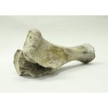 A mammoth tibia, ice age, about 80,000 years, dredged by fishermen from under the North Sea,