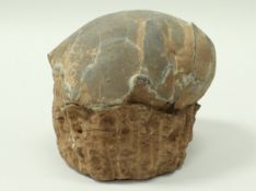 A Cretaceous period (70 million years) herd dwelling sauropod dinosaur egg from the Guandong