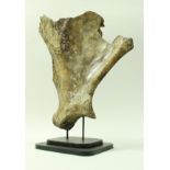 A mammoth scapula, approx 80,000 years old,