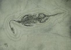 A fossilised Keichosaur, a marine reptile, from Guizhou Province China,