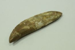 A Carcaradontosaur (shark-toothed lizard) tooth, lower Crustacious period (110 million years),