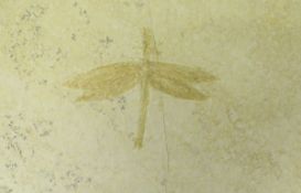 A fossilised Dragonfly from the Jurassic period (140 million years),