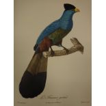 AFTER JACQUES BARRABAND "Exotic birds, parrots, Birds of Paradise and Toucans",