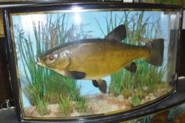 A stuffed and mounted Tench in naturalistic setting,