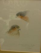 R W WIGBY "European Sparrowhawks", two head studies, watercolour heightened with white,