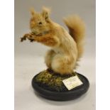 A stuffed and mounted Red Squirrel holding a nut, raised on a circular mossy base,