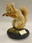 A stuffed and mounted Red Squirrel holding a nut, raised on a circular mossy base,