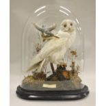 A stuffed and mounted Albino Barn Owl, together with an Albino Kingfisher in flying position,