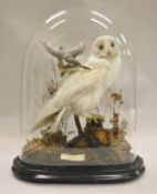 A stuffed and mounted Albino Barn Owl, together with an Albino Kingfisher in flying position,