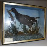 A stuffed and mounted Water Hen or Moorhen in naturalistic setting with flora and fauna background,