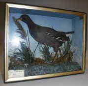 A stuffed and mounted Water Hen or Moorhen in naturalistic setting with flora and fauna background,