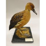 A stuffed and mounted Fulver's Whistling Duck, standing on a black mossy base,