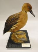 A stuffed and mounted Fulver's Whistling Duck, standing on a black mossy base,