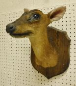 A stuffed and mounted Muntjac Hind, head and shoulders, mounted on a wooden shield,