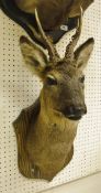 A stuffed and mounted Roe Deer Stag, head and shoulders, raised on a wooden shield-shaped mount,