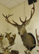 A stuffed and mounted 13 point Red Deer, mounted by "Pradas" on a shield-shaped plaque,